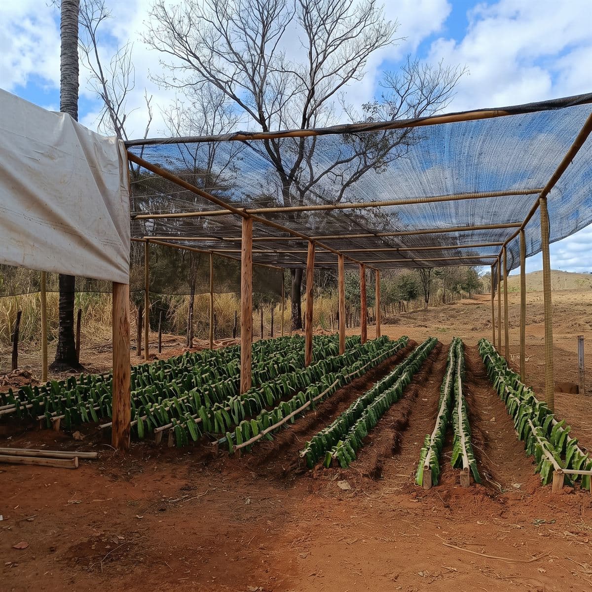 Viveiro de mudas de pitaya: estacas plantadas direto no canteiro, apoiadas em varas de bambu, sob tela de sombreamento
