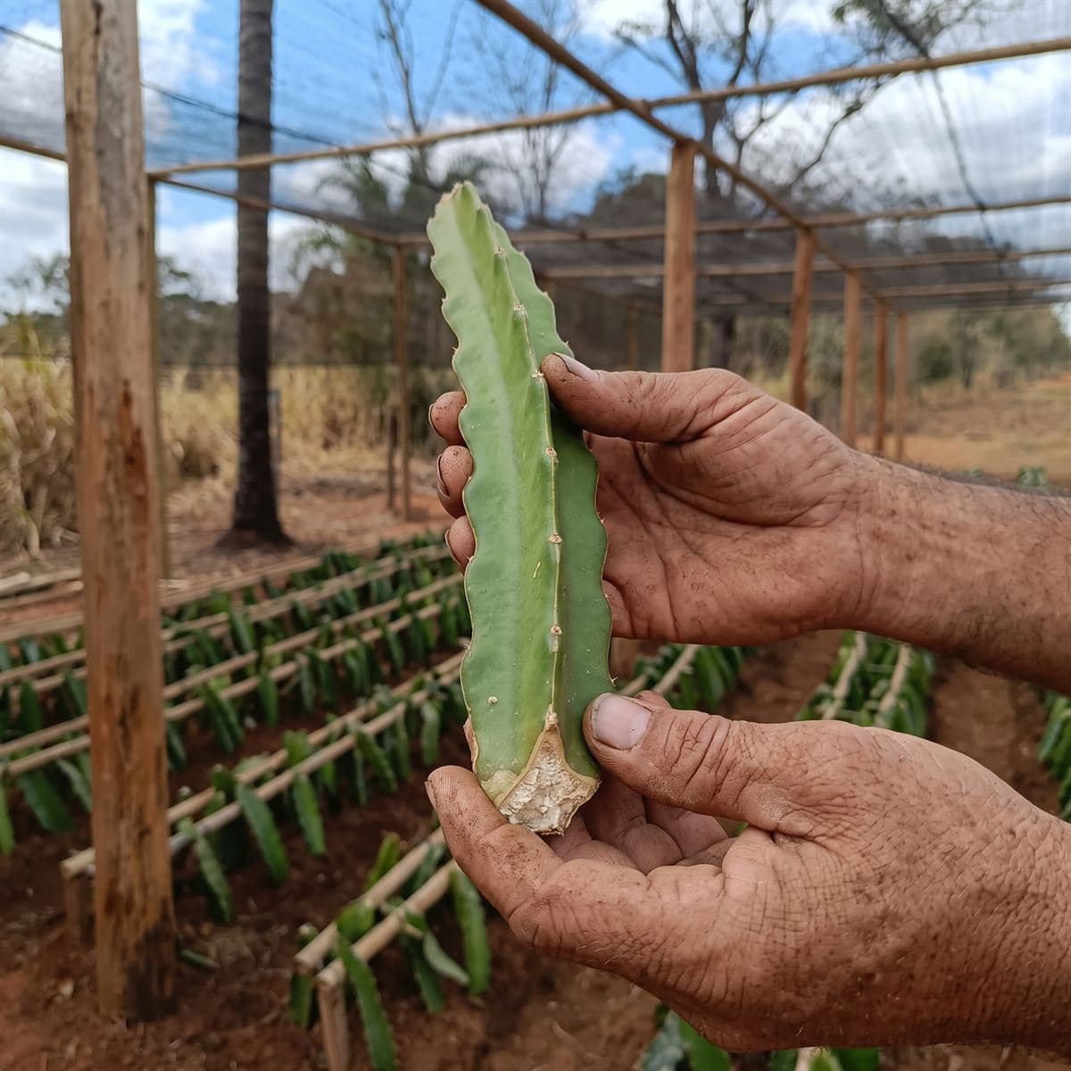 Mãos segurando uma estaca de pitaya recém-cortada, com o viveiro ao fundo